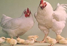 اختصاص یارانه واردات مرغ به تولید داخل
