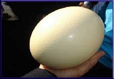 تصاوير حك شده روي تخم شترمرغ نخستين نشان استفاده انسان از نمادهاست