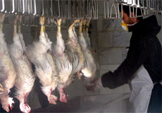 جلوگيري از صادرات مرغ و گوشت مرغ از آذربايجان غربي