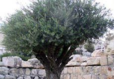 4500 اصله زيتون يارانه‌دار در دامغان توزيع شد