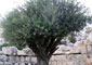 كارخانه كاوه سودا به 500 هكتار از اراضي منطقه خسارت زد