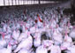 بزرگترین مجتمع صنعتی جوجه کشی و پرورش بوقلمون خاورمیانه بهره برداری شد