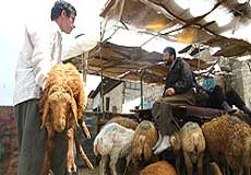 برخورد قانوني با حاملان 1600 راس دام در سمنان