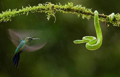 حمله مرغ مگس خوار به افعی