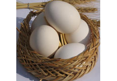 نقش های کاربردی و تغذیه ای تخم مرغ ها در برنامه غذایی