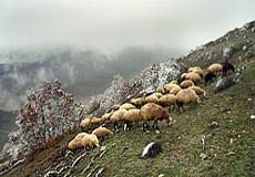 82 هزار واحد تولیدی دام و طیور در گلستان فعالیت دارد