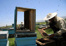 توليد 3000 تن عسل در اردبيل