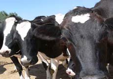 دام زنده خیلی آسان از مرزها وارد می‌شود!