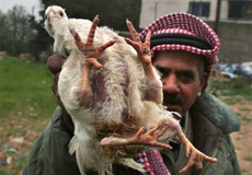 مرغ چهارپا همه را شگفت‌زده كرد