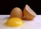 بررسي و مقايسه عوامل تغذيه اي مؤثر بر كاهش كلسترول تخم مرغ در مرغ هاي تخمگذار تجاري