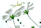عید سعید فطر مبارک