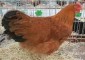 آغاز توزیع تخم‌مرغ‌های بومی و وارداتی