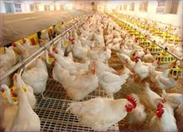 تعيين نياز متيونين و اسيدهاي آمينه ي گوگرد دار در مرحله اوج توليد مرغ هاي مادر گوشتي آرين