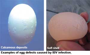 برونشیت عفونی و تاثیر آن بر تولید و کیفیت تخم مرغ