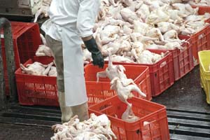 هنوز مجوز صادرات گوشت مرغ داده نشده است