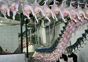 بازار داغ گوشت مرغ برزيلي در خاورميانه