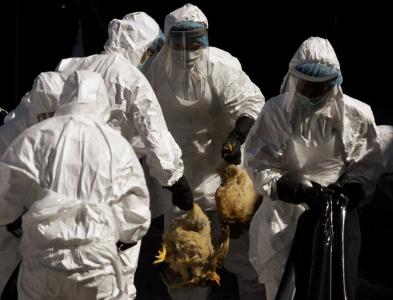مرگ اولین مورد ابتلا به آنفلونزای مرغی در چین