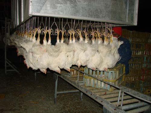 قیمت کالاهای اساسی کاهش می یابد