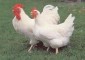اثر افزايش تعداد دفعات خوراك دهي بر عملكرد مرغ هاي مادر گوشتي