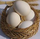 اثر تزريق عصاره برگ زيتون به تخم مرغ بر عملکرد جوجه هاي گوشتي