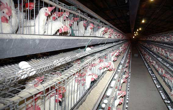 ضرورت خرید 16 میلیون مرغ تخم گذار توسط دولت