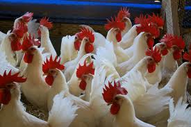 اثرات استفاده از سطوح مختلف اوره و ملاس بر عملکرد، برخي صفات تخم ‌مرغ و فراسنجه هايي بيوشيميايي خون مرغ‌ هاي تخم ‌گذار در مرحله‌ آخر تخم ‌