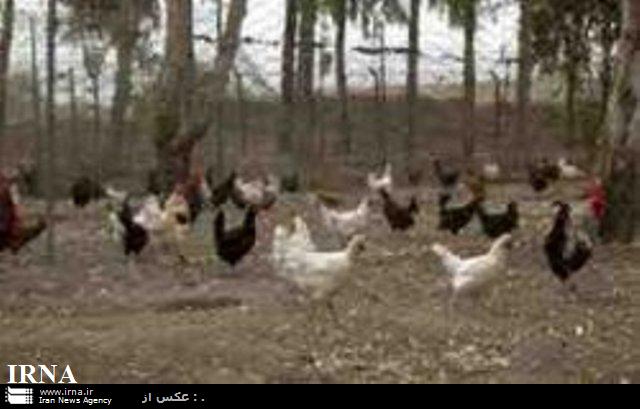 ساماندهی یک میلیون قطعه مرغ خانگی در خراسان شمالی