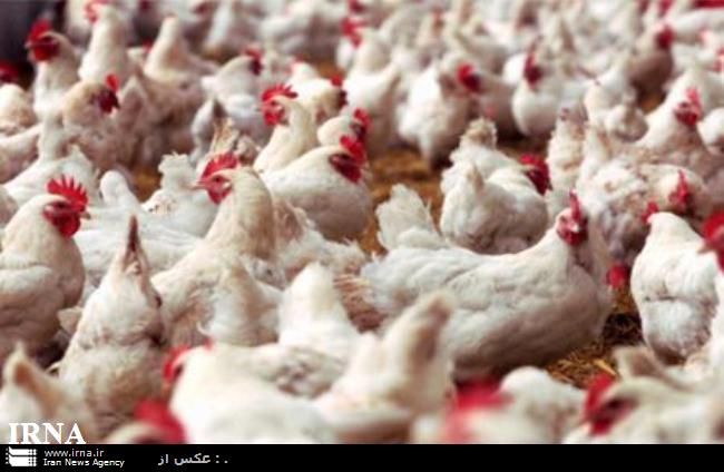 احداث مجتمع بزرگ زنجیره ای طیور درکامیاران