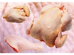 اسنادی از توطئه در بالا رفتن قیمت مرغ