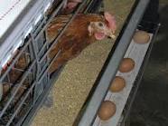 واکاوی افزایش سه برابری قیمت مرغ / آب‌شدن دان‌های دولتی در بازارسیاه