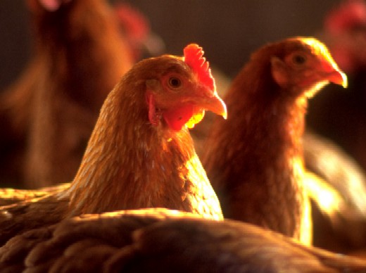 كاربرد روش هاي برنامه ريزي رياضي در تهيه جيره غذايي براي جوجه هاي گوشتي و مرغ هاي تخم گذار