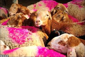 واردات گوشت مرغ منجمد و دام زنده از مرزهای آذربایجان غربی به کشور