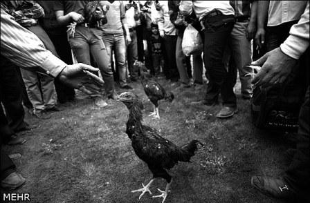 افزایش تقاضا برای خرید مرغ و خروس محلی در تبریز