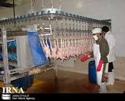 نظارت دقیق است/ مردم به ذبح شرعی مرغ‌ها شک نکنند