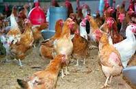 صنعت مرغداری نیازمند حمایت دولت است