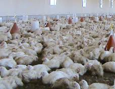 30 درصد مرغداري‌هاي خوزستان تعطيل يا ورشكسته هستند