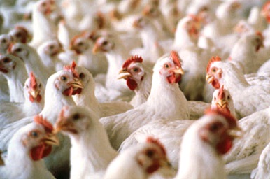 آغاز بحران «مرغ» در اروپا