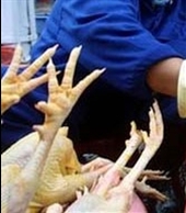 مکزیک 8 میلیون مرغ را به خاطر شیوع آنفلوآنزای پرندگان نابود می‌کند