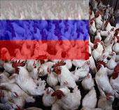 رشد پایدار روسیه در صنعت مرغداری