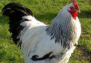 قيمت مرغ زنده كمتر از 4000 تومان است