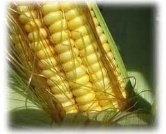 برآورد محصول ذرت برزیل