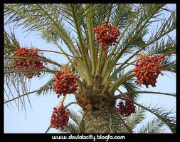 یک سوم خرمای تولیدی کشور خوراک دام می‌شود