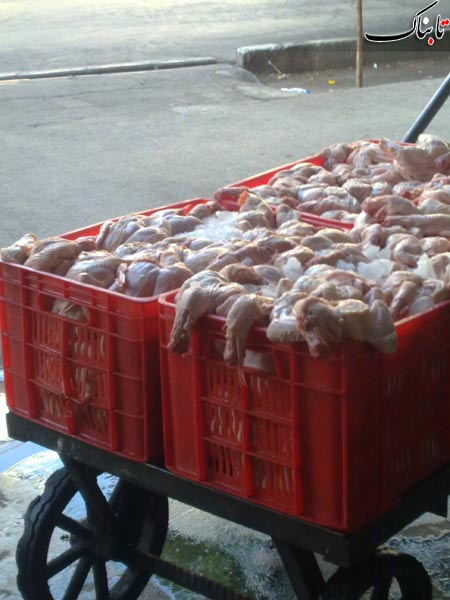 11هزار و 588 قطعه لاشه مرغ غیربهداشتی درکهگیلویه و بویراحمد معدوم شد