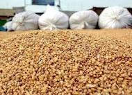 خريد و توزيع 7000 تن نهاده دامي در استان ايلام