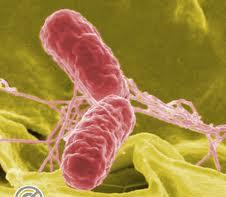 شیوع 30 درصدی سالمونلا در فروشگاه های مرغ و جوجه روسیه