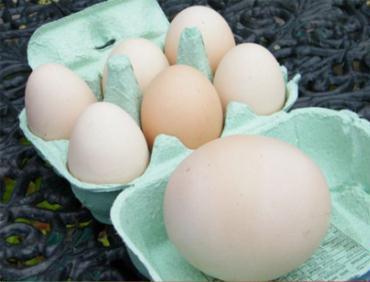 مرغی با تخم های عظیم الجثه*عکس