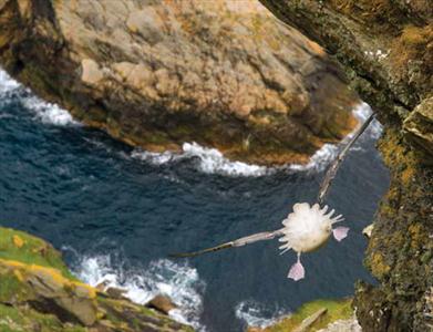 شیرجه مرغ توفان / عکس