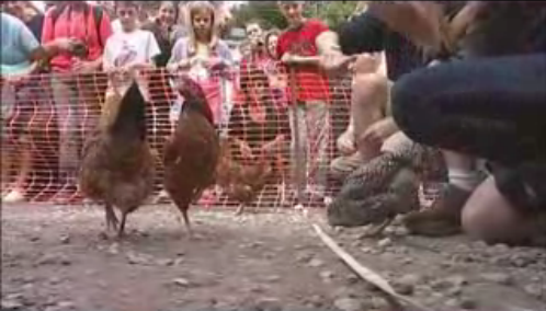 مسابقه جهانی دوی مرغ ها در انگلیس و گم کردن خط پایان / فیلم
