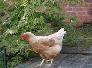 بررسي استفاده از نشانگرهاي ژنتيكي در برنامه هاي اصلاح نژاد مرغان بومي
