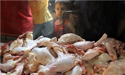 مرغان خارجی خود را برای رقابت با مرغان داخلی آماده می‌کنند